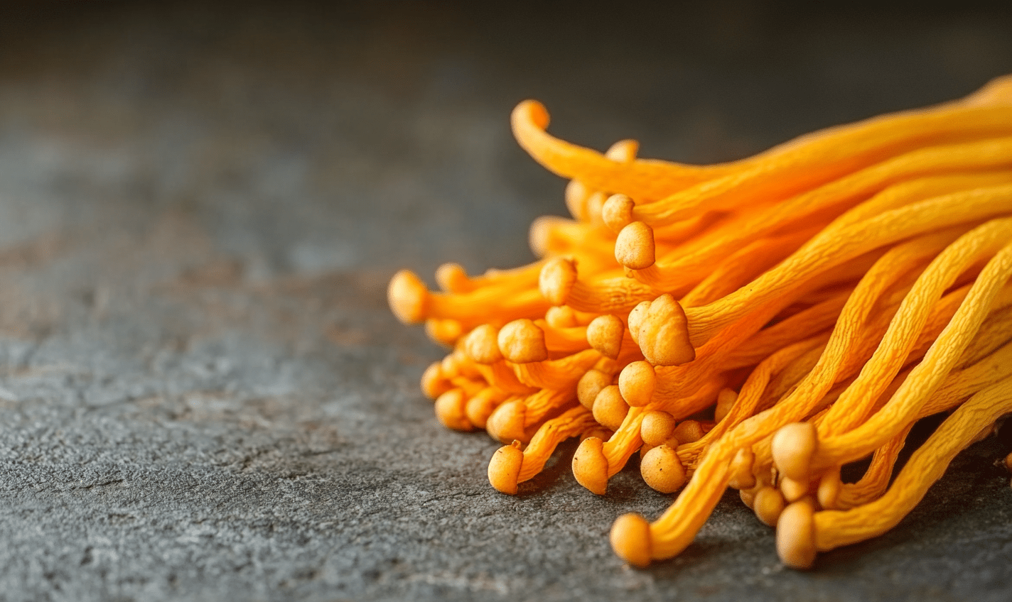 Literature Review: Cordyceps militaris – Bioactive Compounds and Therapeutic Potential - Doc Marty's Mushrooms