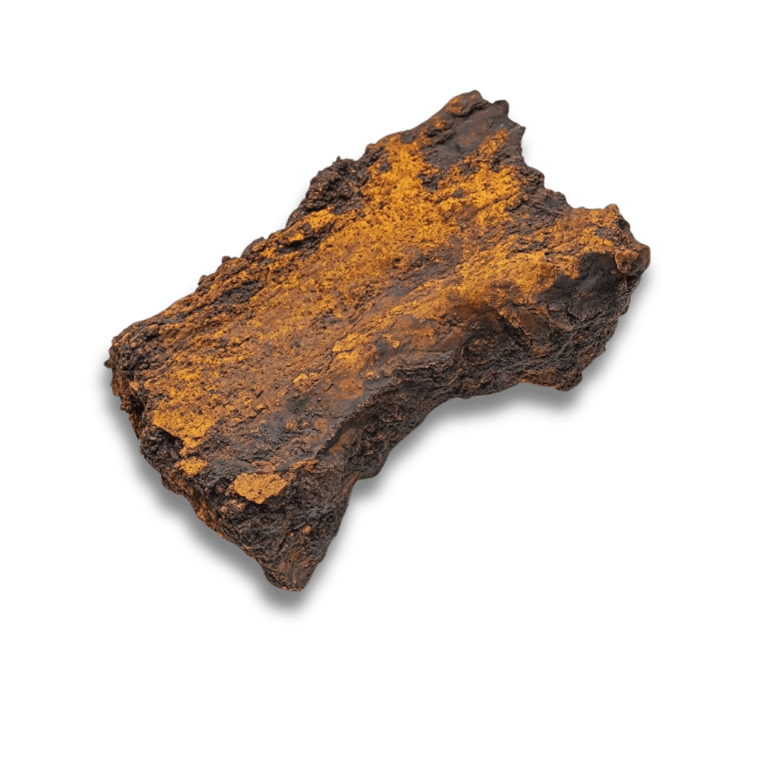 Literature Review: Inonotus obliquus (Chaga Mushroom) – Bioactive Compounds and Therapeutic Potential - Doc Marty's Mushrooms