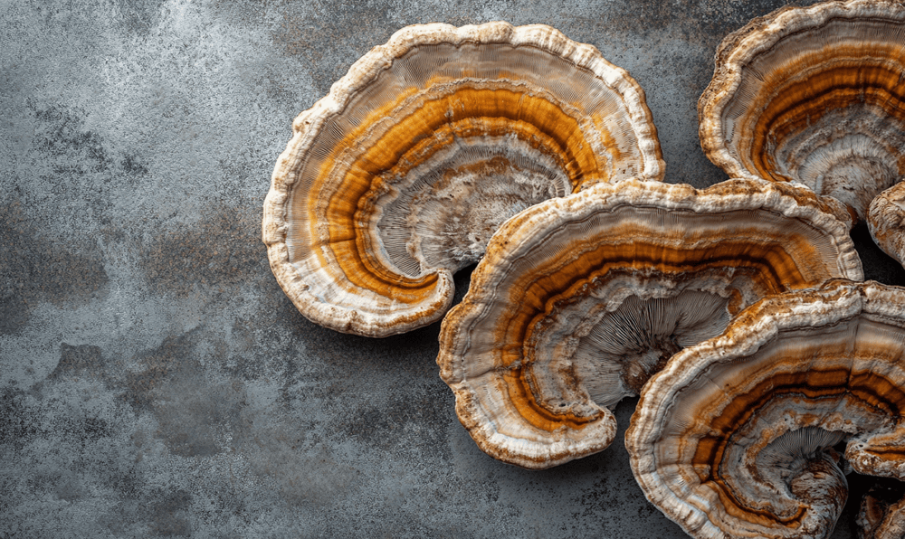Literature Review: Turkey Tail Mushroom (Trametes versicolor) - Doc Marty's Mushrooms