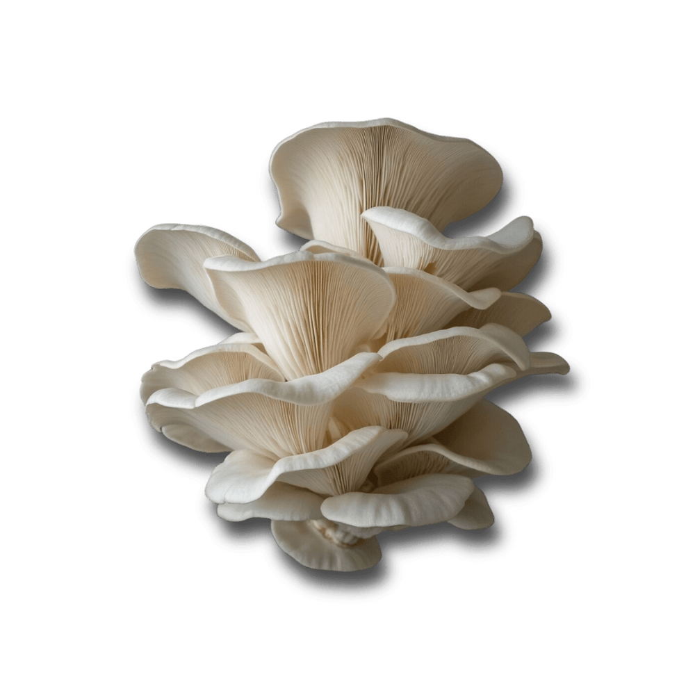 Maitake Mushroom (Grifola frondosa): A Comprehensive Scientific Review - Doc Marty's Mushrooms