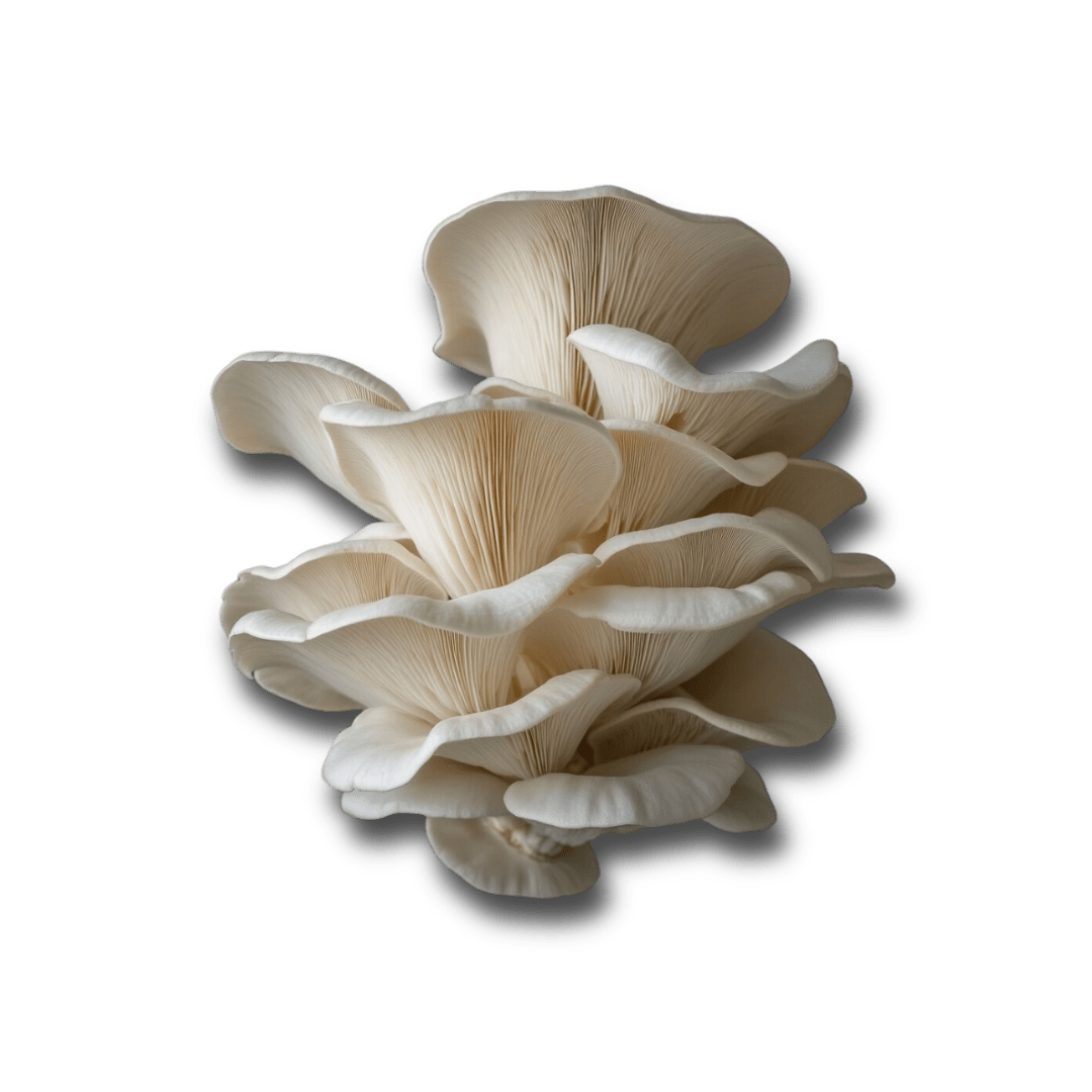 Maitake Mushroom (Grifola frondosa): A Comprehensive Scientific Review - Doc Marty's Mushrooms